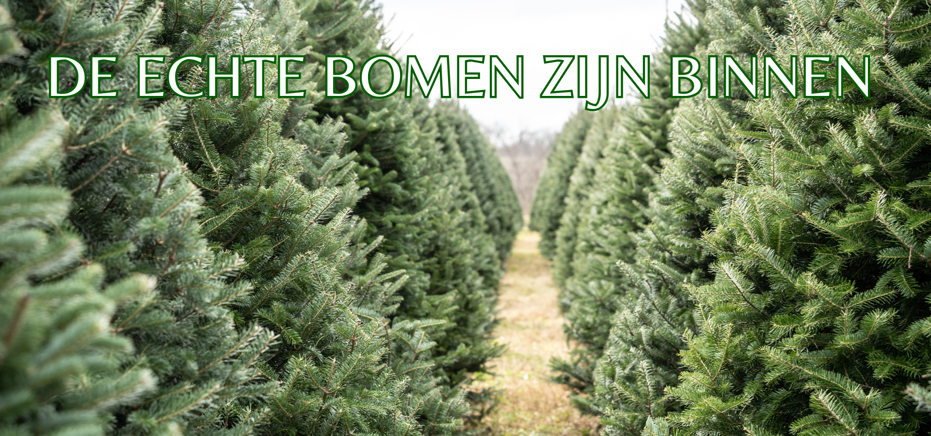 echte bomen zijn binnen
