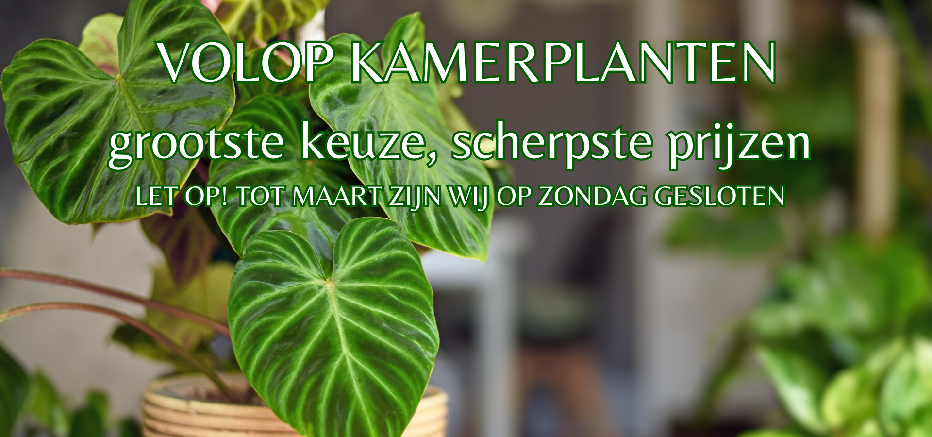kamerplant